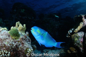 blue parrotfish by Oscar Miralpeix 